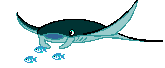 Manta Ray
